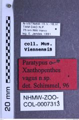 Etiketten zu Xanthopenthes vagus (NHMW-ZOO-COL-0007313)